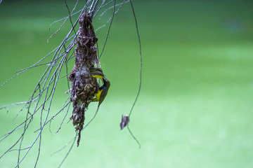 Olive backed sunbird(Yellow-bellied sunbird), Father bird feedin