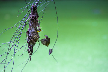 Olive backed sunbird(Yellow-bellied sunbird), Mother bird feeding baby in the nest with flying.