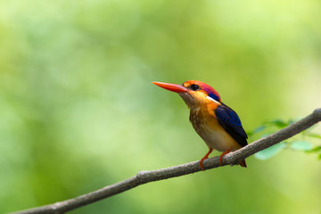 Beautiful bird Black backed Kingfisher or Oriental Dwarf Kingfisher( Ceyx erithacus) perched on the branch wait for hunting with the background blurred Make bird beautiful stand out.
