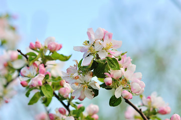 Apple trees flowers.
