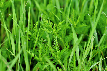 Fresh green grass with water drops