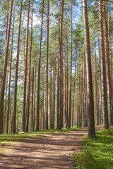 Walking path in forest at summer day