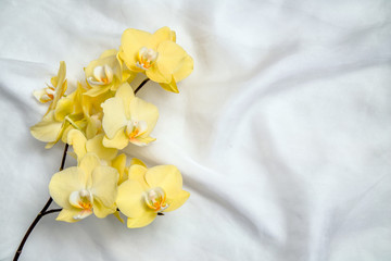 Fototapeta na wymiar The branch of yellow orchids on white fabric background 