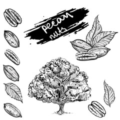 Hand drawn gray scale vector illustration set of pecan nuts, leaf, tree. sketch. Vector eps 8. - obrazy, fototapety, plakaty