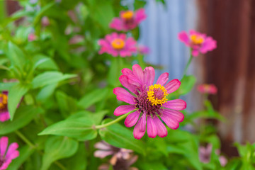 Obraz premium Zinnia elegans flower blooming in the garden for background.