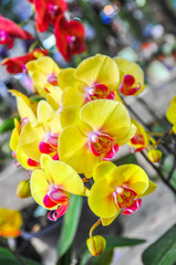 Fototapeta na wymiar Beautiful yellow orchid