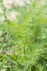 A fresh leaf of dill in the garden.
