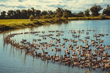 Duck in farm, eat and swimming in marsh