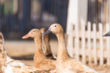 Ducks in farm, traditional farming in Thailand