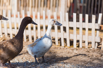 Ducks in farm, traditional farming in Thailand