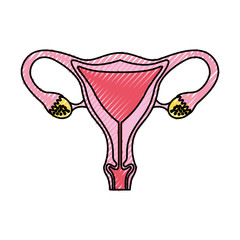 Female reproductive organ icon vector illustration design