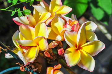 The blossom plumeria flowers with sunshine