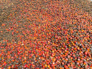 Oil palm fruits to be processed at palm oil mill