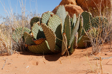 Valley Of Fire State Park