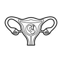 Female reproductive organ with fetus vector illustration design