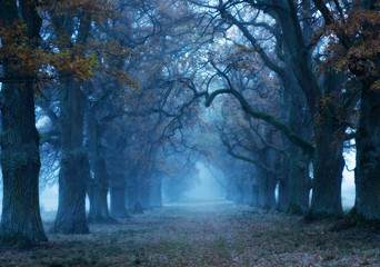 Oak alley in a foggy morning before the sunrise