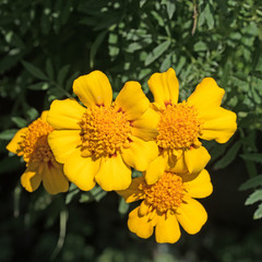 Tagetes, Studentenblumen
