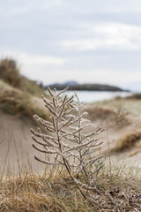 Some beach plants on the foreground in a winter beach !