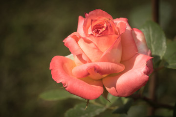Rose apricot