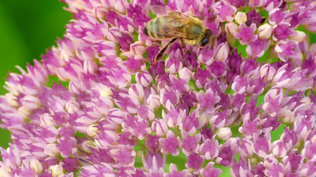 Wasp collects pollen on a sedum flower late summer day.