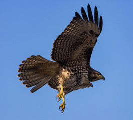 The Red Tail's Talons