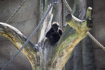Gorilla Baby