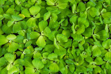 Naklejka na ściany i meble Natural green leaf for background and textured, Top view of Water lettuce aquatic plant