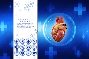 3d Anatomy of Human Heart 