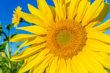 Obraz premium Yellow field of sunflowers