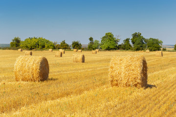 Golden hay bales in countryside