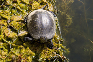 European pond turtle (Emys orbicularis)