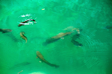 Catfish clarias in green lake their natural habitat