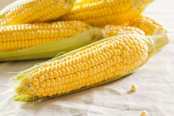 corn background