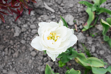 White tulip in the garden