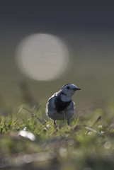Wagtail