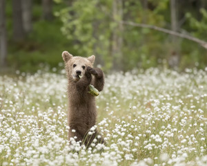 Brown bear cub playing with the jawbone in the middle of the cotton grass in a Finnish bog © Juha Saastamoinen