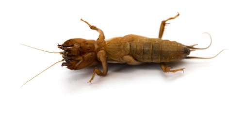 underneath of a cricket on white background close up