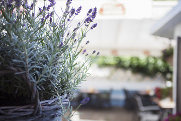 Detail of lavender plant in the restaurant garden