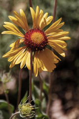 Gaillardia Pulchella, sunflower head with bud close-up