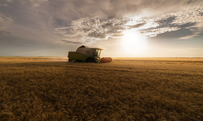Fototapeta premium Harvesting of wheat fields in summer