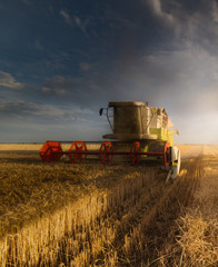 Obraz premium Harvesting of wheat fields in summer