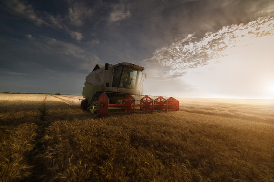 Harvesting of wheat fields in summer