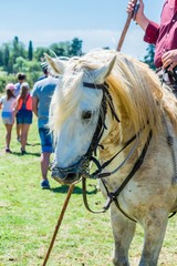 Cheval camarguais. © Bernard GIRARDIN