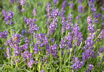 Lavender field in Provence, near Sault, France