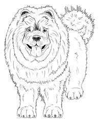 Coloring book with Chinese Chow Chow dog.