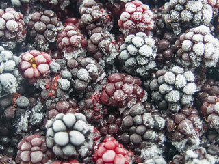 Blackberries