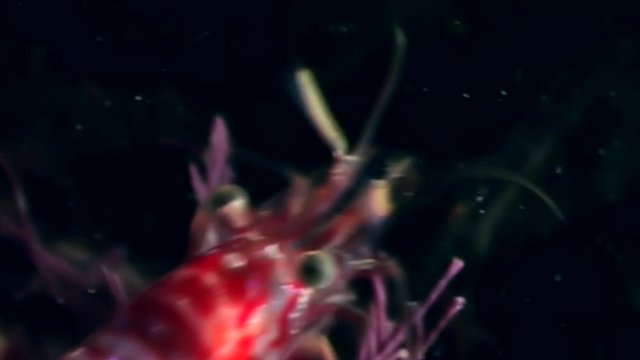 Red shrimp masked in search of food underwater seabed of White Sea Russia. Unique macro video close up. Predators of marine life on the background of pure and transparent water stones.