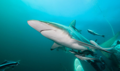 Oceanic black tip sharks at Aliwal Shoal, South Africa.