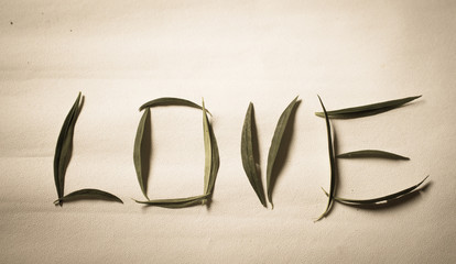 LOVE word from green leaf on white background