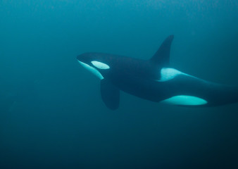Underwater view of killer whales, Norway.